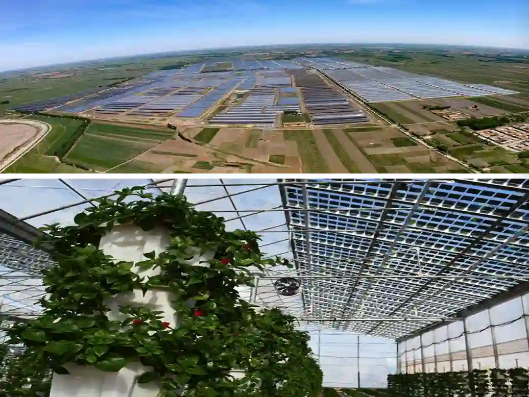 Commercial Horticulture Diffuse Glass Projects from VGC
