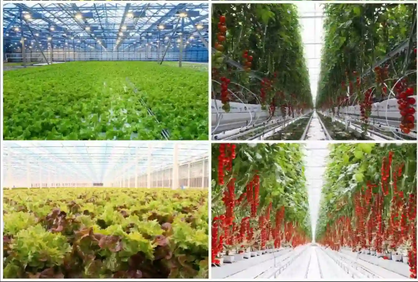 Diffused glass for agricultural greenhouse glazing