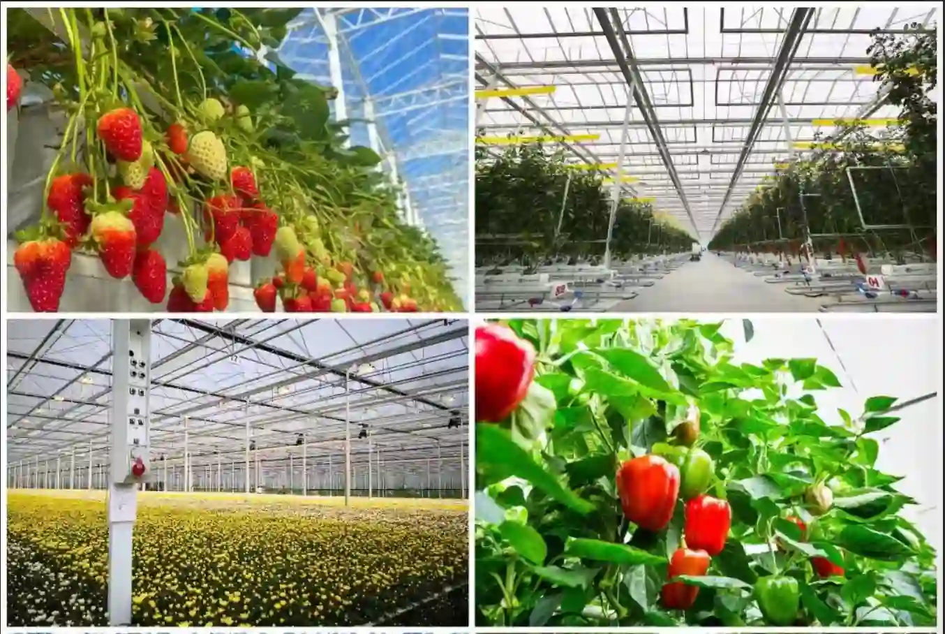 Diffused greenhouse glass for tomato cultivation