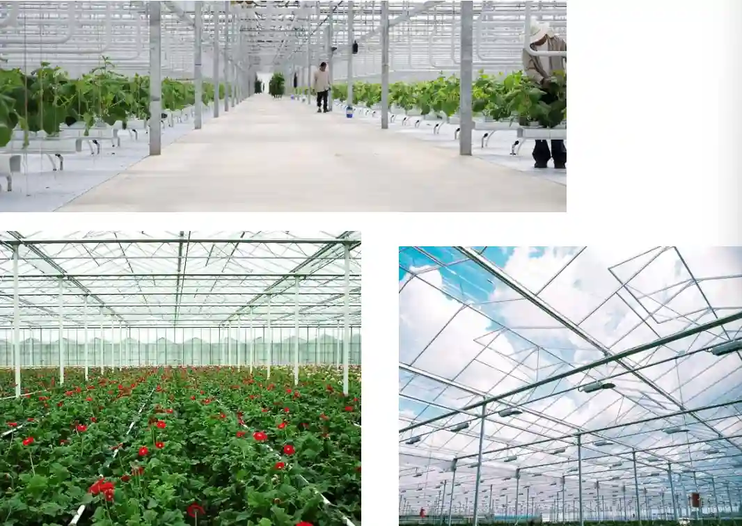 VGC High light transmittance diffuse glass greenhouse project