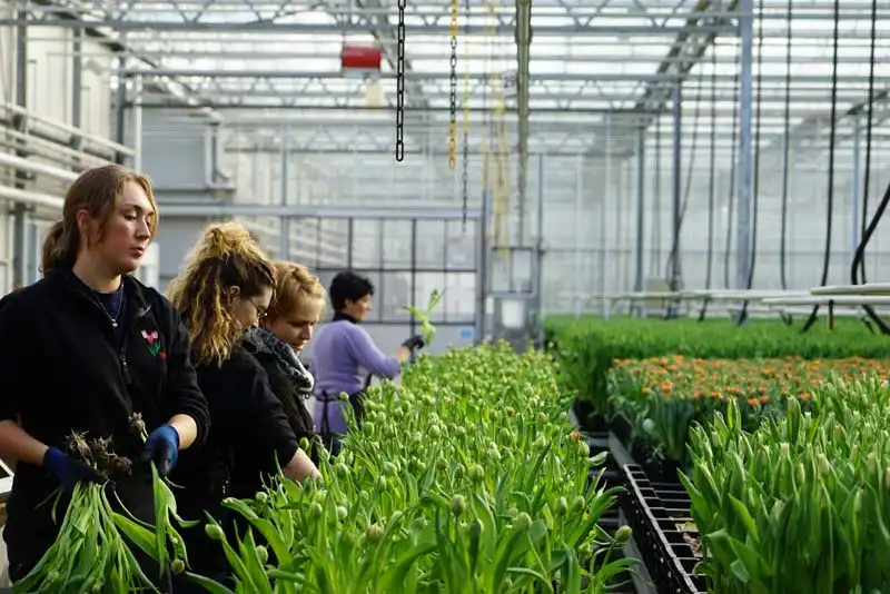VGC Venlo greenhouse diffused glass project
