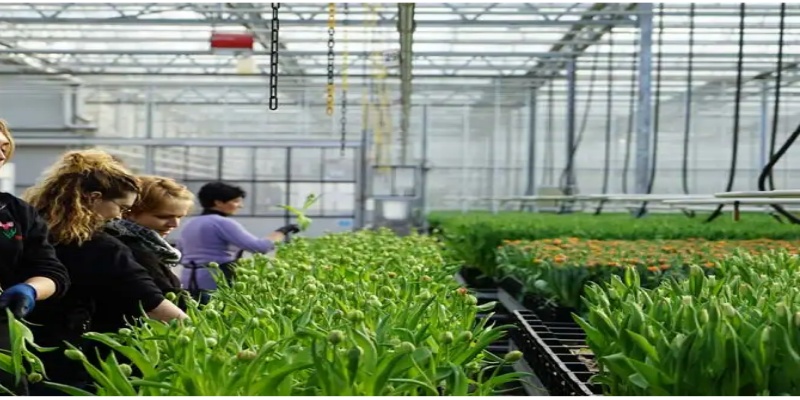 glass for greenhouses
